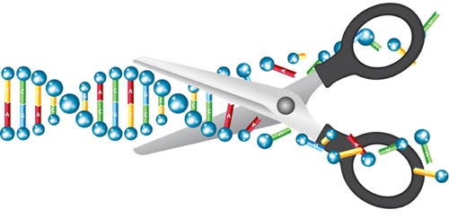 Researchers based at Dana-Farber/Boston Children's Cancer and Blood Disorders Center test thousands of tumor genes in mice via CRISPR