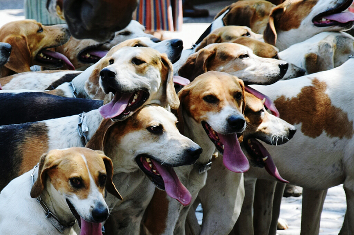 Group Of Dogs Outdoors