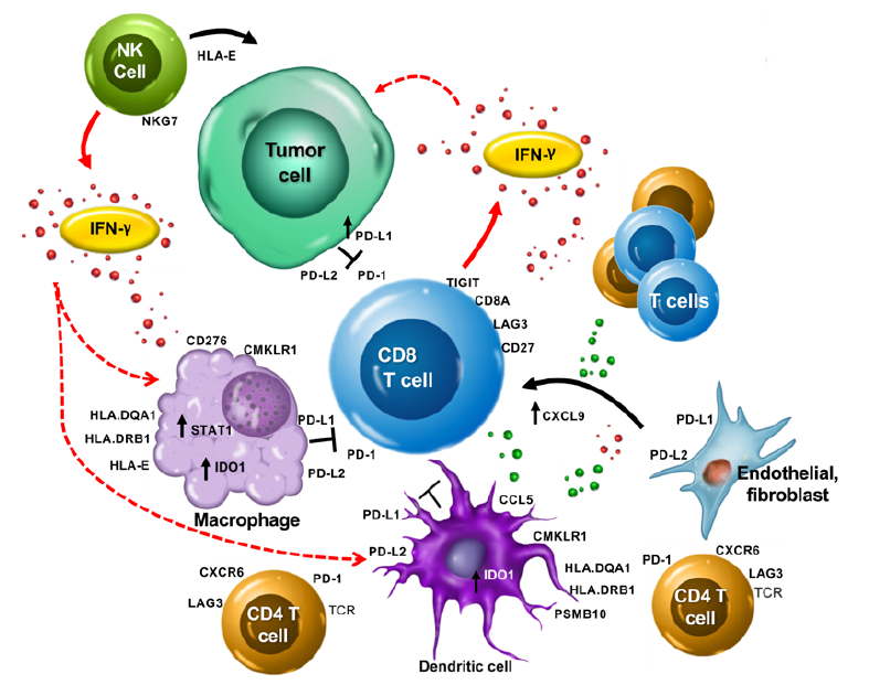 New Model Determines Spread of Cancerous Cells