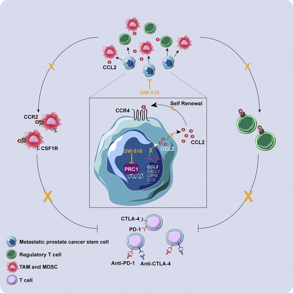 Study Suggests Target For Aggressive Prostate Cancer Subtype | Inside ...