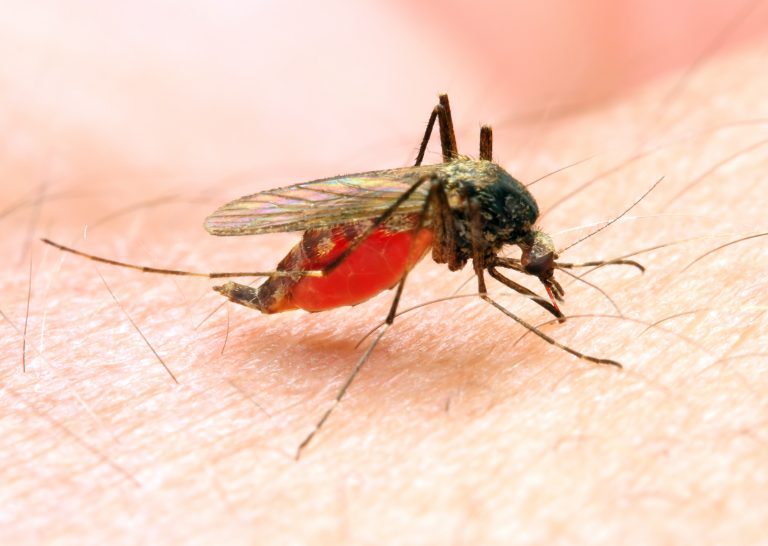 mRNA Vaccine Protects Against Malaria in Mice