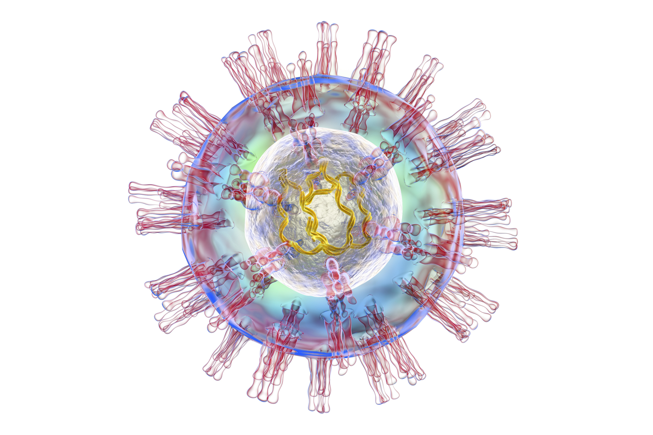 ДНК герпесвирусов