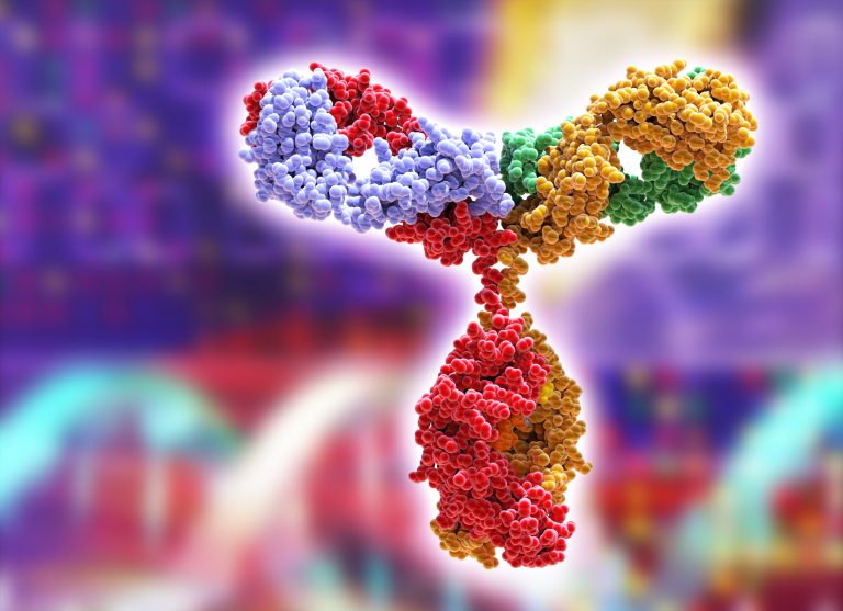Immunoglobulin G—IgG—antibody molecule