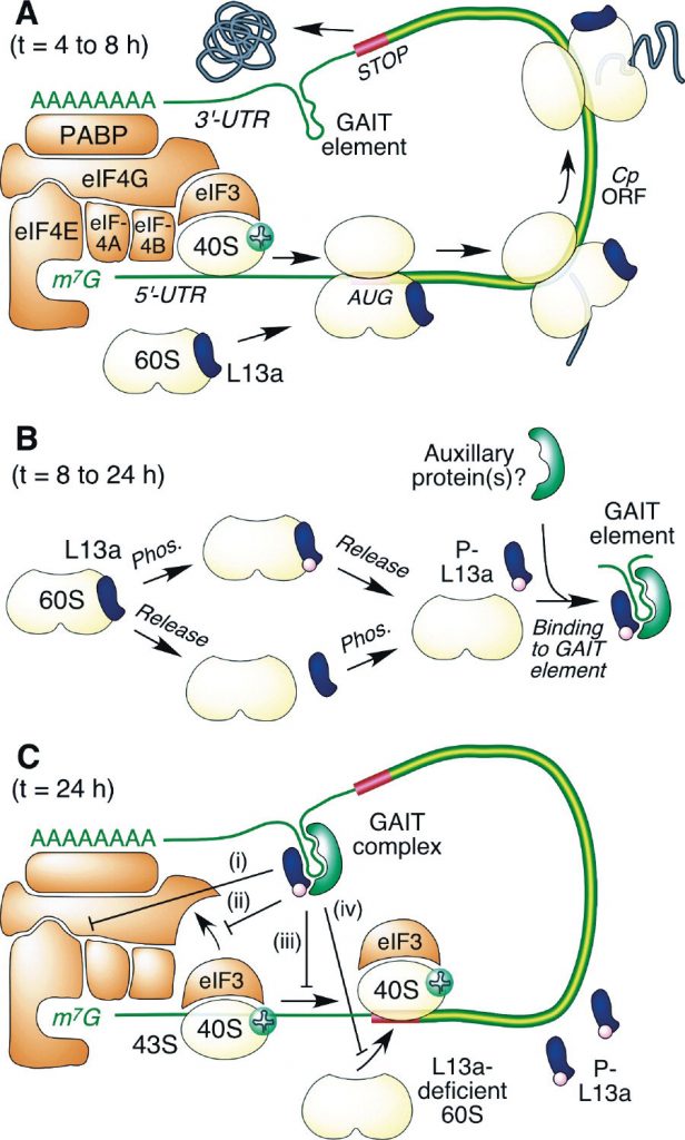 Extracellular Signaling Pathway Inhibits SARS-CoV-2 mRNA Expression ...