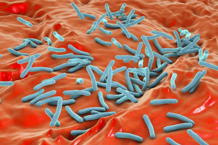 Tuberculosis (TB) bacteria, illustration