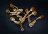 Psilocybin Provides Comparable Long-Term Antidepressant Effects as SSRIs