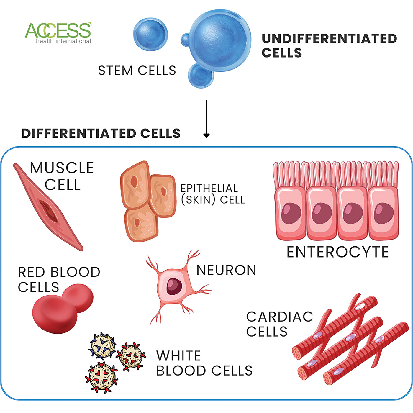 Bridging Gaps for Affordable Cell and Gene Therapies: Overcoming ...