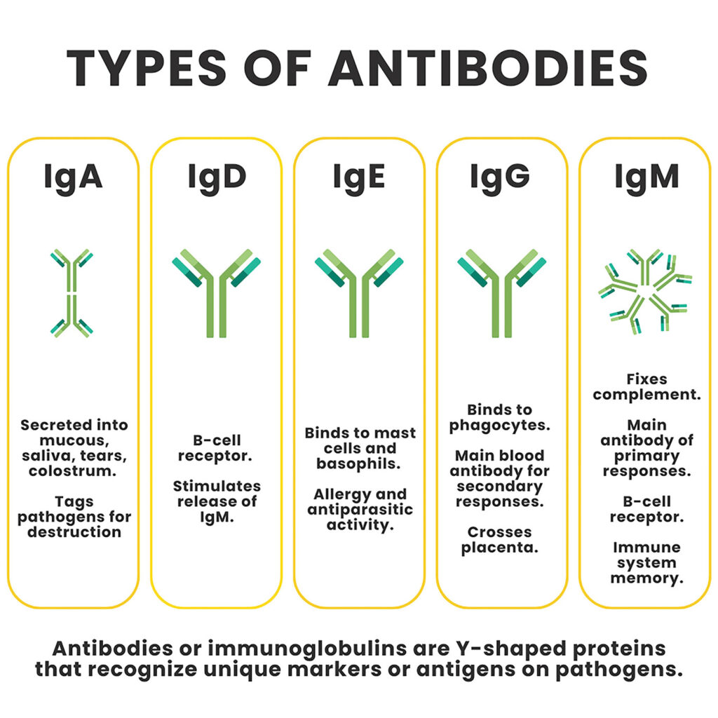 An infographic showing the different types of antibodies.