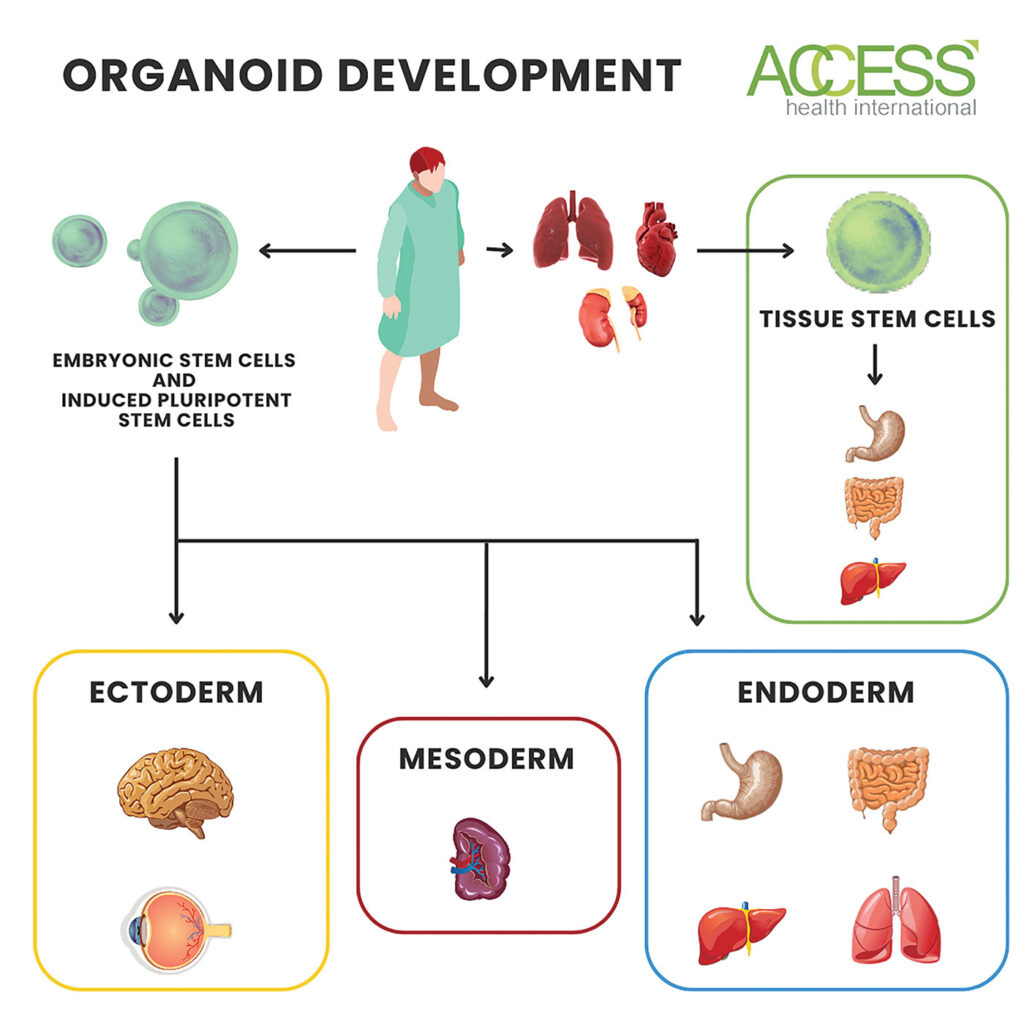 Infographic illustrating the organoid development process.
