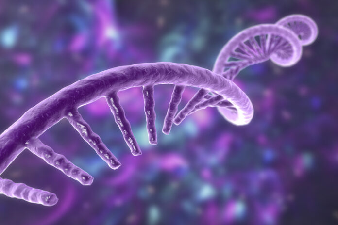 Molecule of mRNA, illustration