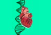 BridgeBio’s Attruby Approved for Rare Heart Disease