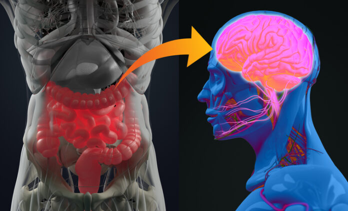 Uncovering the Mysteries of the Gut–Brain Connection