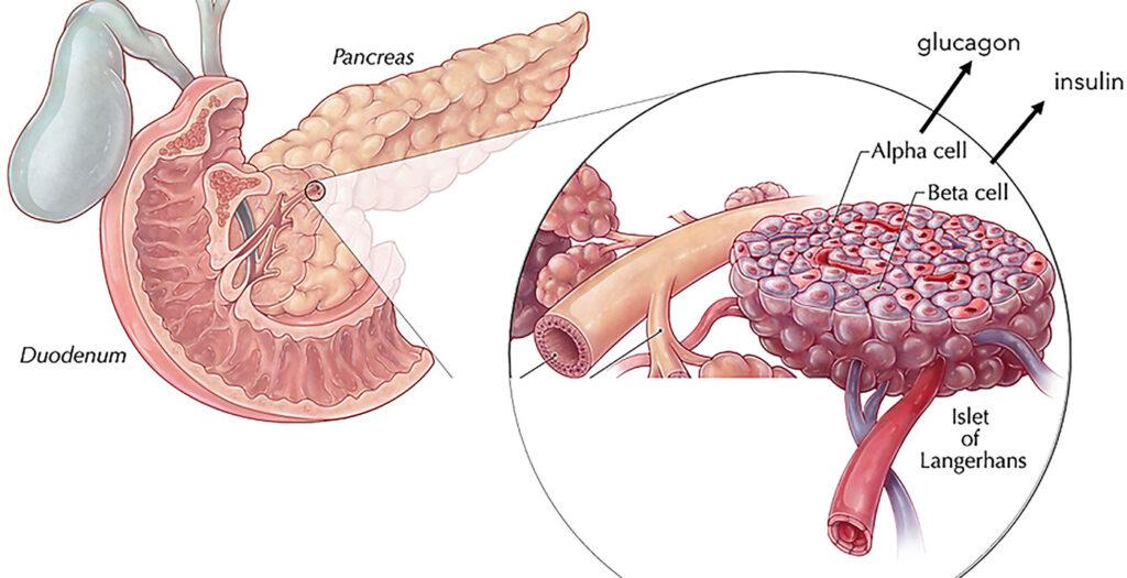 Pancreas