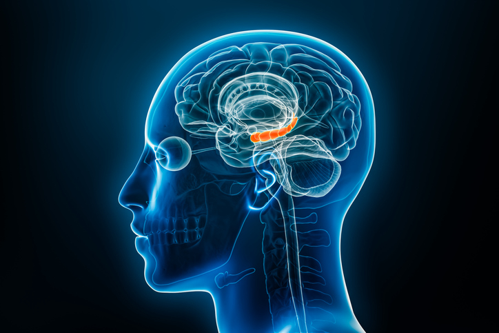 Xray lateral or profile view of the hippocampus 3D rendering illustration with male body contours. Human brain anatomy, medical, biology, science, neuroscience, neurology concepts.