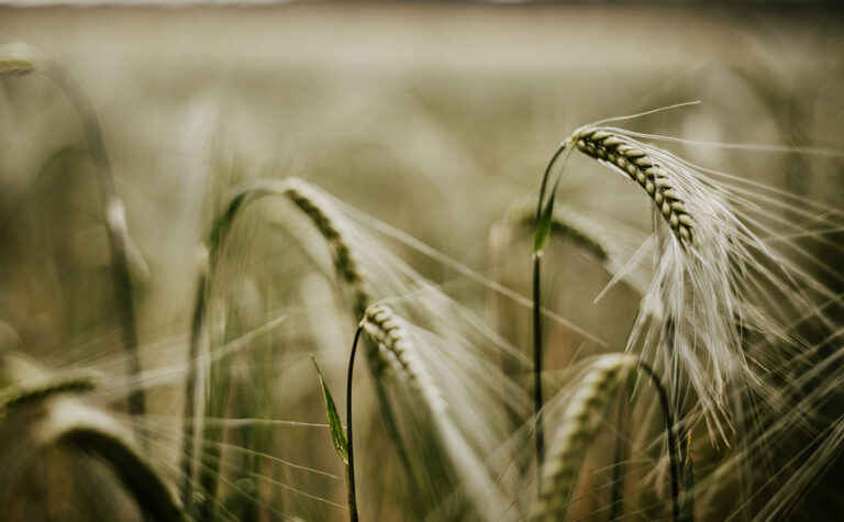 Wheat on a field